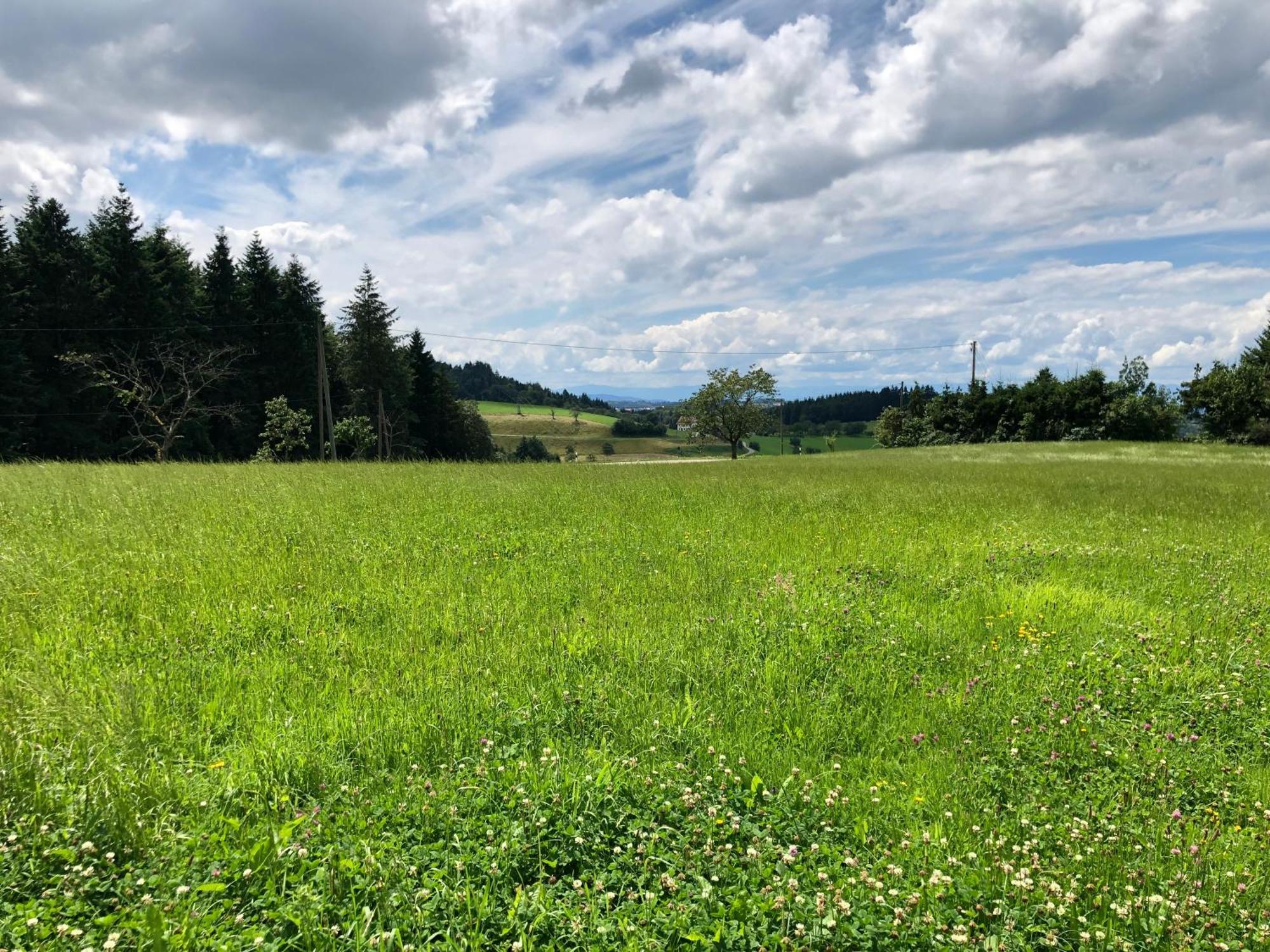 Ferien Im Schwarzwald Freiamt Hotel Ngoại thất bức ảnh