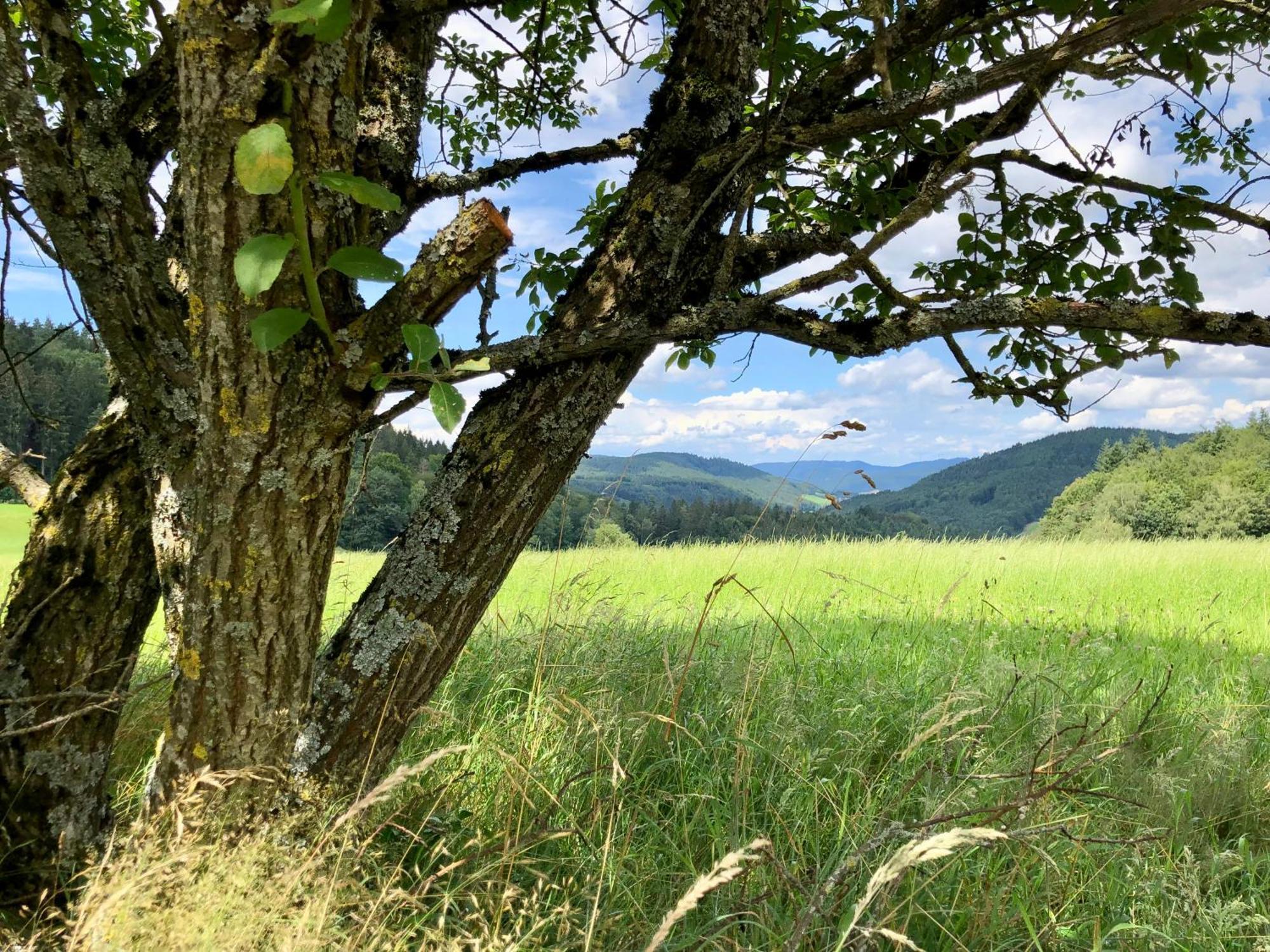Ferien Im Schwarzwald Freiamt Hotel Ngoại thất bức ảnh