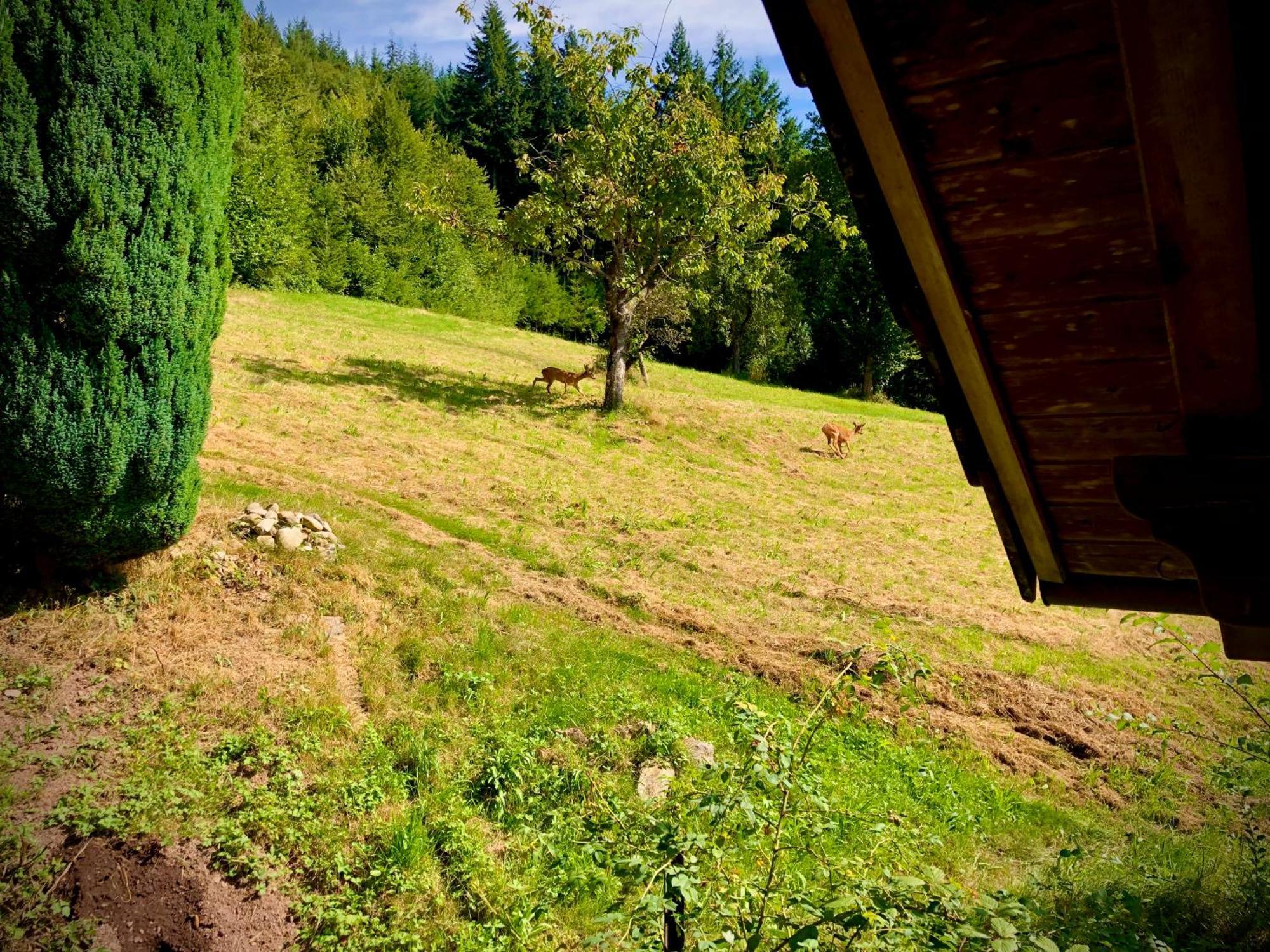 Ferien Im Schwarzwald Freiamt Hotel Ngoại thất bức ảnh